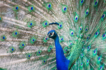 Obraz premium Portrait of beautiful peacock with feathers out