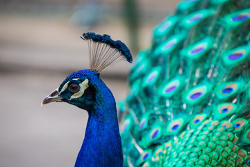 Obraz premium Portrait of beautiful peacock with feathers out