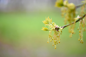 Tree branch with young shoots on the background of greenery, toned