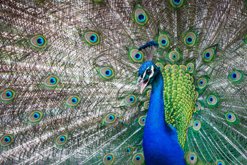 Portrait of beautiful peacock with feathers out