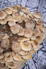 Fresh Mushrooms at a Local Farmer's Market