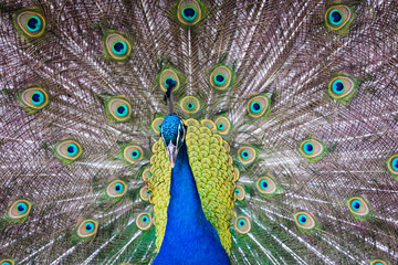 Obraz premium Portrait of beautiful peacock with feathers out