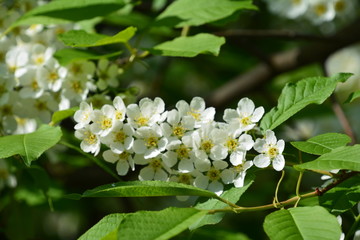 flowers flora tulips hyacinths Bud petal bright red yellow orange lilac green crimson pink white blue garden vegetable garden flower bed color plantation stamen pistil bloom