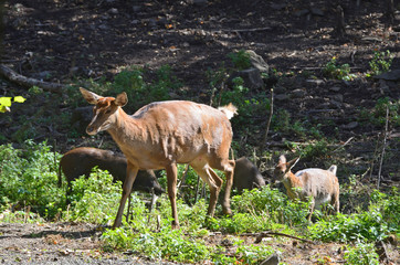 Roe deer and wild boars in the Seaside taiga