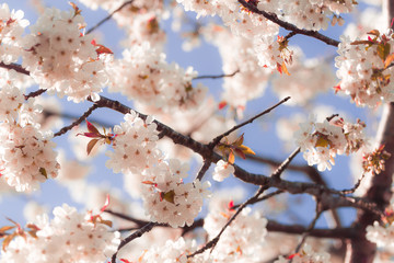 Blossoming