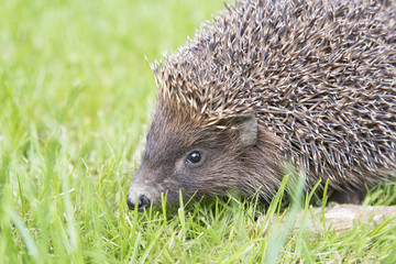 hedgehog