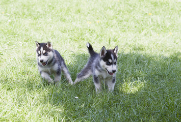 siberian husky puppy