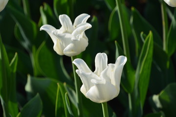 flowers flora tulips hyacinths Bud petal bright red yellow orange lilac green crimson pink white blue garden vegetable garden flower bed color plantation stamen pistil bloom