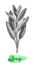 Sage ink sketch.