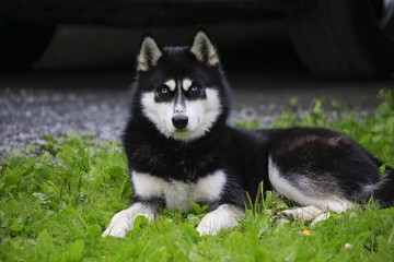 siberian husky in northern Norway