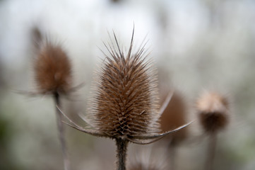 Teasel
