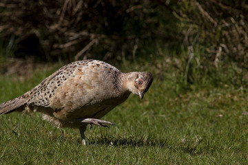 hen pheasant