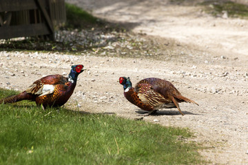two cock pheasants at stand off 