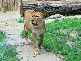 Young lion roaring and walking on grass background
