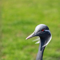 Demoiselle crane with bright red eye