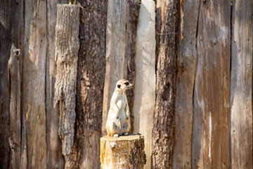 meerkat standing on a tree stump looking left