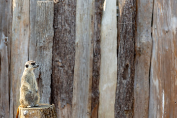 meerkat standing on a tree stump looking to the right
