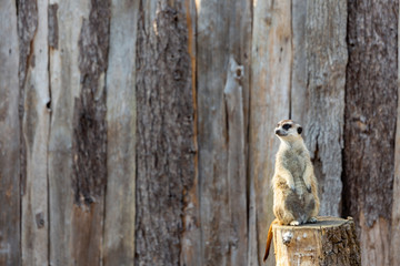 meerkat standing on a tree stump looking to the left
