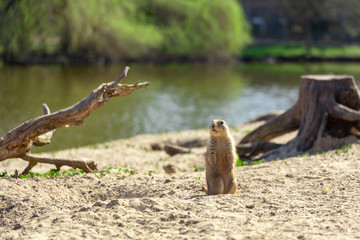 prairie dog standing on sand beach observing