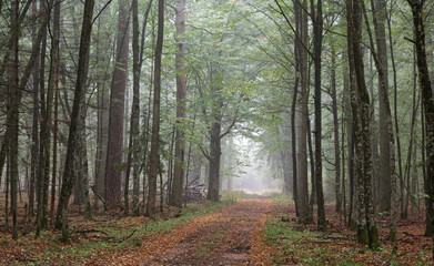 Misty autumnal ground road