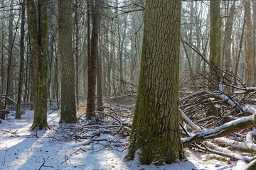 Old deciduous forest in sunny winter day