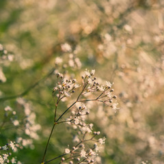 FLOWERS MEADOW AT THE BLURRED BACKGROUND.