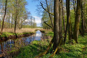Obraz premium Springtime landscape in sun of Lutownia River