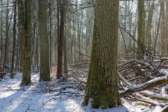 Fototapeta Old deciduous forest in sunny winter day