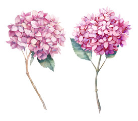 Watercolor pink hydrangea flower set. Hand painted botanical illustrations of summer garden plant. Natural objects isolated on white background