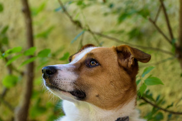 Portrait of dog with green background