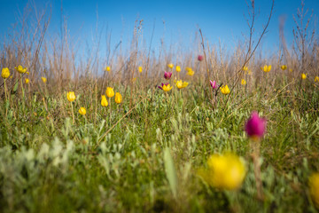 flowering field tulips. glade with flowers. spring day