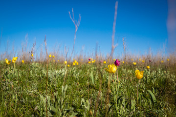 flowering field tulips. glade with flowers. spring day