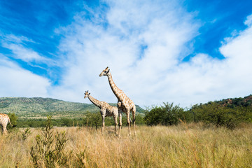 Giraffes grazing in the wild