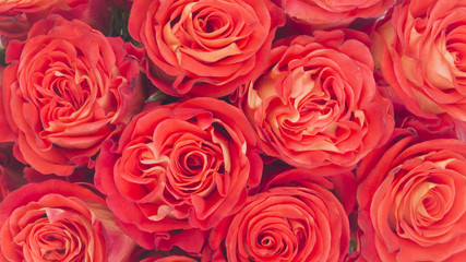 background of red roses