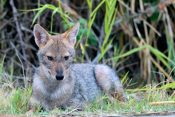 Portrait of jackal laying down