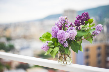 Spring lilac flower concept