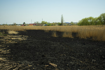 the swamp on which last year's dry reeds burned, and there remained black cinder and ash