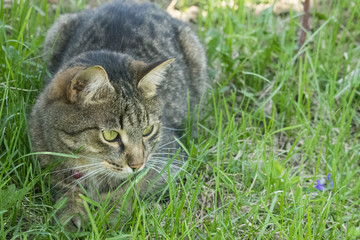 the cat lies and hides in the green grass