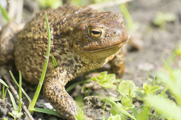  frog