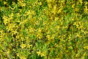 Forsythia, forsythia