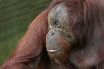 Orangutang Thinking Aalborg zoo Denmark