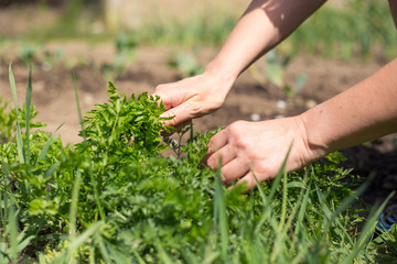Hand of senior woman cutting fresh parsley at her garden