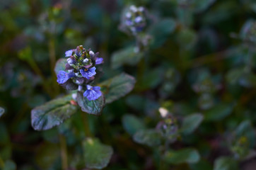 grass with purple flowers