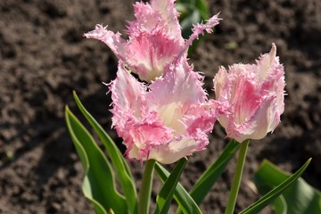 fringed tulips