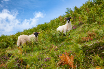 Grazing goats at Scottish Highlands