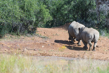 rhino marching into the bush