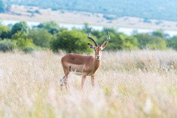 Portrait of  an impala