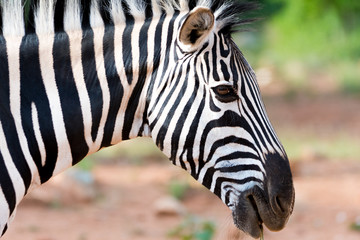 Portrait of a zebra