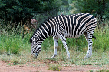 Fototapeta na wymiar Zebra grazing in the wild