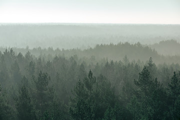 panoramic view of misty forest